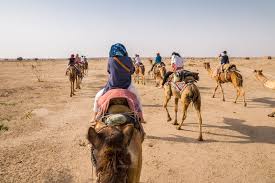 How do camels adapt to their environment? Camel Safaris In Jaisalmer And Bikaner What To Know