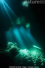 Image result for Loxogramme abyssinica