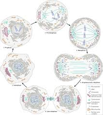 The structure of generalized cell differs for plant and animal due to the presence and absence of certain parts or organelles. Membrane And Organelle Dynamics During Cell Division Nature Reviews Molecular Cell Biology