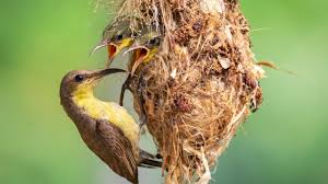 Satisfaction guaranteed · 100,000+ curated designs Asian Hummingbird Feeding Their Babies In Hanging Nest Youtube