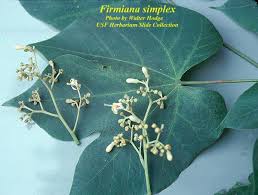 Image result for Firmiana