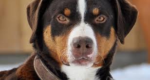 Dazu gehören unter anderem das alter, gewicht, die größe und aktivität, der gesundheitszustand. Passt Der Appenzeller Sennenhund Zu Mir Alle Sennenhunde