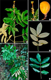 Image result for Connaraceae