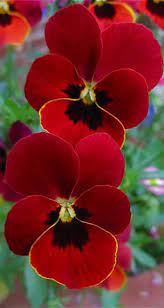 The Gentleman Beautiful Flowers Pretty Flowers Amazing Flowers