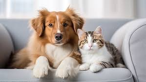 Vaste recensement animalier à Gatineau : la SPCA en action
