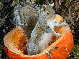 (sesame seeds, safflower seeds, poppy seeds, and pumpkin seeds) Do Squirrels Like Pumpkins Apparently So Manchester Evening News