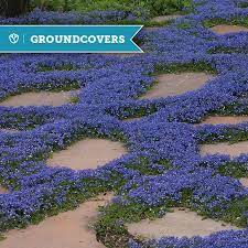 Flowering ground cover plants for sunny conditions enhance your garden with an array of stunning colors. Groundcovers You Can Step On High Country Gardens Blog