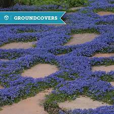 Groundcovers You Can Step On High Country Gardens Blog