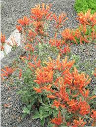 Image result for Dicliptera capitata