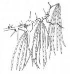 Image result for Acacia pilispina