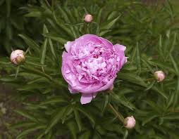 While the frost is still on the ground these glorious red tree peonies begin active growth. Growing Peonies In Containers How To Care For Peony In Pots