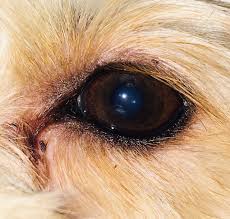 Check spelling or type a new query. What Is Tear Staining In Dogs How Do I Treat It Medvet