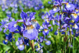 We did not find results for: Siberian Iris In The Garden How To Grow Siberian Iris Plants
