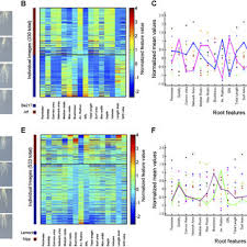 Pdf Imaging And Analysis Platform For Automatic Phenotyping And Trait Ranking Of Plant Root Systems