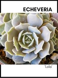 Although many don't, there are many types of flowering succulents that bloom as. Echeveria Lola Succulent Care Guide And Identification Card