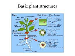 The Plant Body Fun Plant Facts There Are