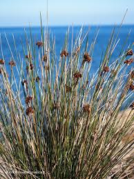 Image result for Juncus punctorius