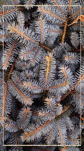 Download free new year mobile wallpapers for cell phones. Ideas For Wallpaper Phone Christmas Background Wallpaper