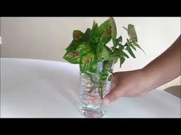 Just place the cuttings in a glass jar filled with water. Coleus Propagation In Water By Leaf Cuttings Youtube