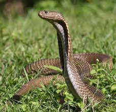 The Top 10 Deadliest And Most Dangerous Snakes In The World Poisonous Snakes Snake Snake Venom