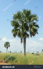 Image result for Borassus aethiopum