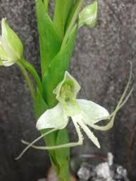 Image result for Habenaria indiana