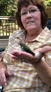 Hummingbird loses feathers by window
