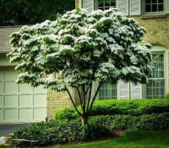 Flowering trees are one of the most important additions to any landscape. Buy Dogwood Trees Dogwood Trees For Sale The Tree Center