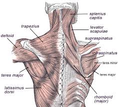 Back of the head muscle structure and nerve system diagram. Anatomy Of Muscles In Back Anatomy Drawing Diagram