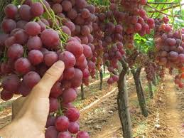 Check spelling or type a new query. 6 Tanaman Anggur Jenis Jenis Dan Manfaat