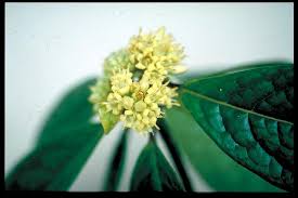 Image result for Pittosporum fulvotomentosum