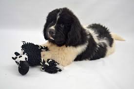 We would like to make this list as complete and accurate as possible so if you can provide additional information or corrections, please email to paul@dodd.co.uk. Newfoundland Puppies Homepage