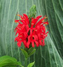 Image result for Pachystachys