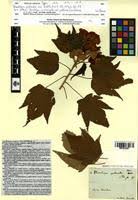 Image result for Dombeya acutangula