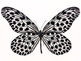 Black Blue And White Butterfly Meaning Pin By Rebecca Wehrle On Love White Butterfly Butterfly Drawing Blue Butterfly