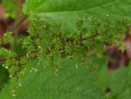 Image result for Laportea alatipes