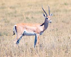 Antilope dalle corna lunghe e anellate. Gazella Granti Monaco Nature Encyclopedia