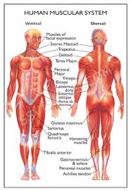 The muscles of the human body are responsible for movement; Muscular And Flexibility Training En Excercise Human Body Motivation Muscle Groups Muscular And Flexibi Glogster Edu Interactive Multimedia Posters