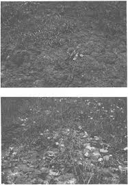 Image result for Tristachya lualabaensis