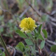 Image result for Trifolium campestre