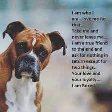 So True Boxer Dog Quotes Boxer Dogs Funny Boxer Dogs