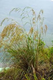 Image result for Cymbopogon nardus