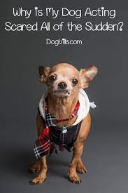 7 Reasons Why Your Dog Is Acting Scared All Of A Sudden Dogvills