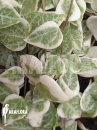 Image result for Ceropegia gracilior