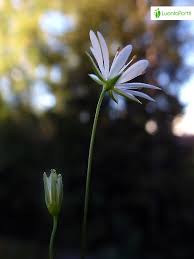 Image result for Stellaria sennii