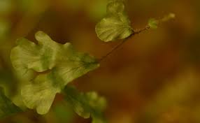 Image result for Didymoglossum