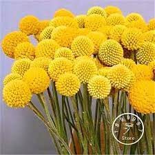 Loss Promotion 100 Pieces Lot Heirloom Craspedia Globosa Drumstick Perennial Billy Buttons Garden Yellow Flower Seed Flower Seeds Billy Buttons Yellow Flowers