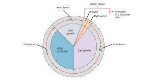 It is now known, however, that interphase is a period of great growth and. Phases Of The Cell Cycle Article Khan Academy