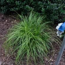 Image result for Carex conferta