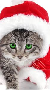 Christmas Cat Samsung Wallpapers Samsung Galaxy S5 Galaxy S4 Galaxy Note 3 Wallpapers Christmas Kitten Christmas Cats Cat Wallpaper